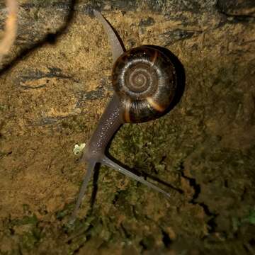 Image of Quimper Snail