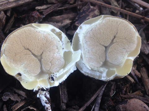 Imagem de Clathrus ruber P. Micheli ex Pers. 1801