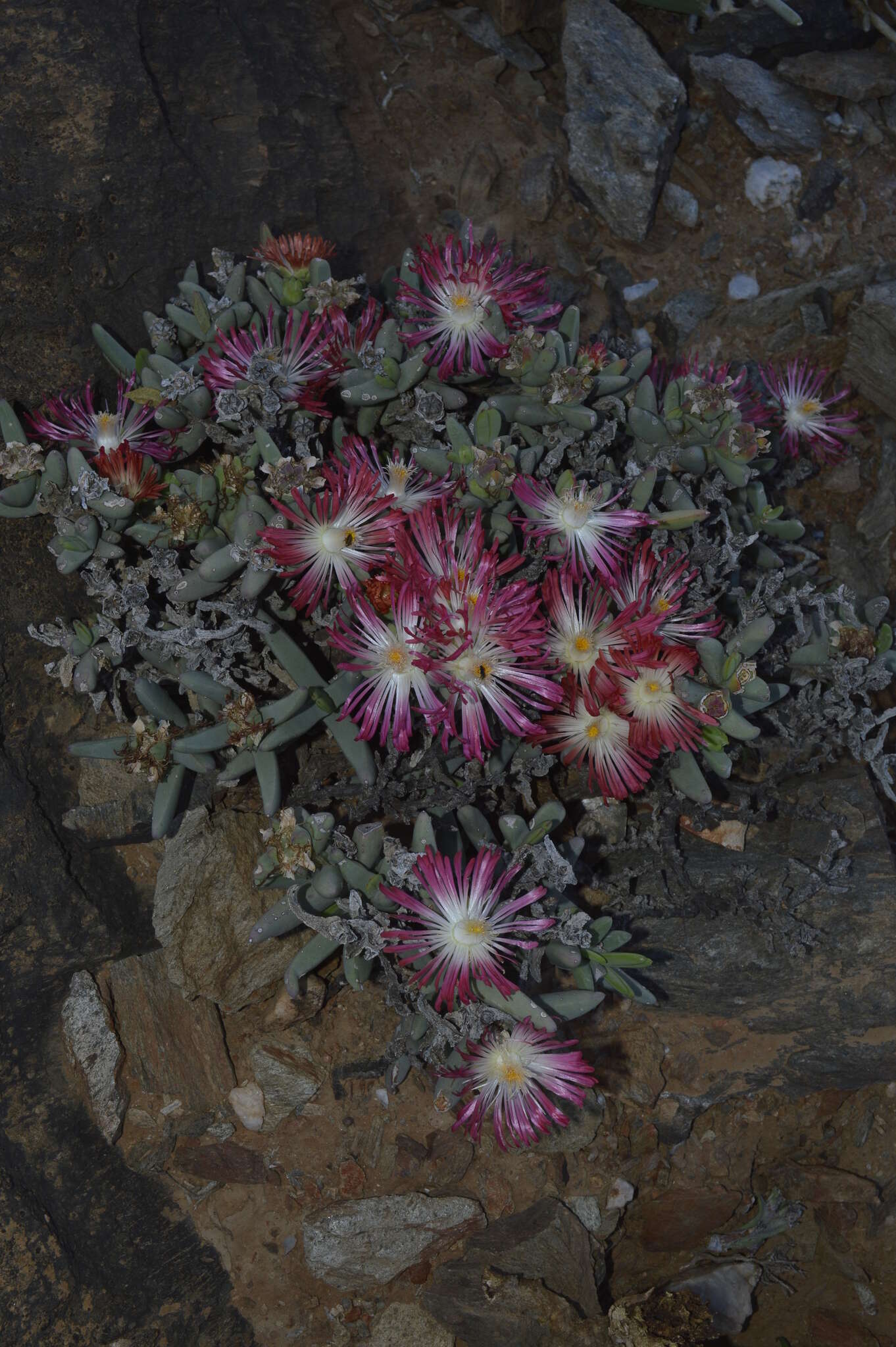 Sivun Astridia longifolia (L. Bol.) L. Bol. kuva