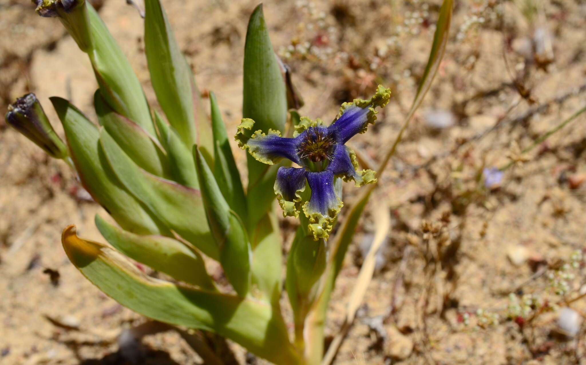 Image of Ferraria uncinata Sweet