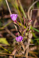 Image of smallflower false foxglove