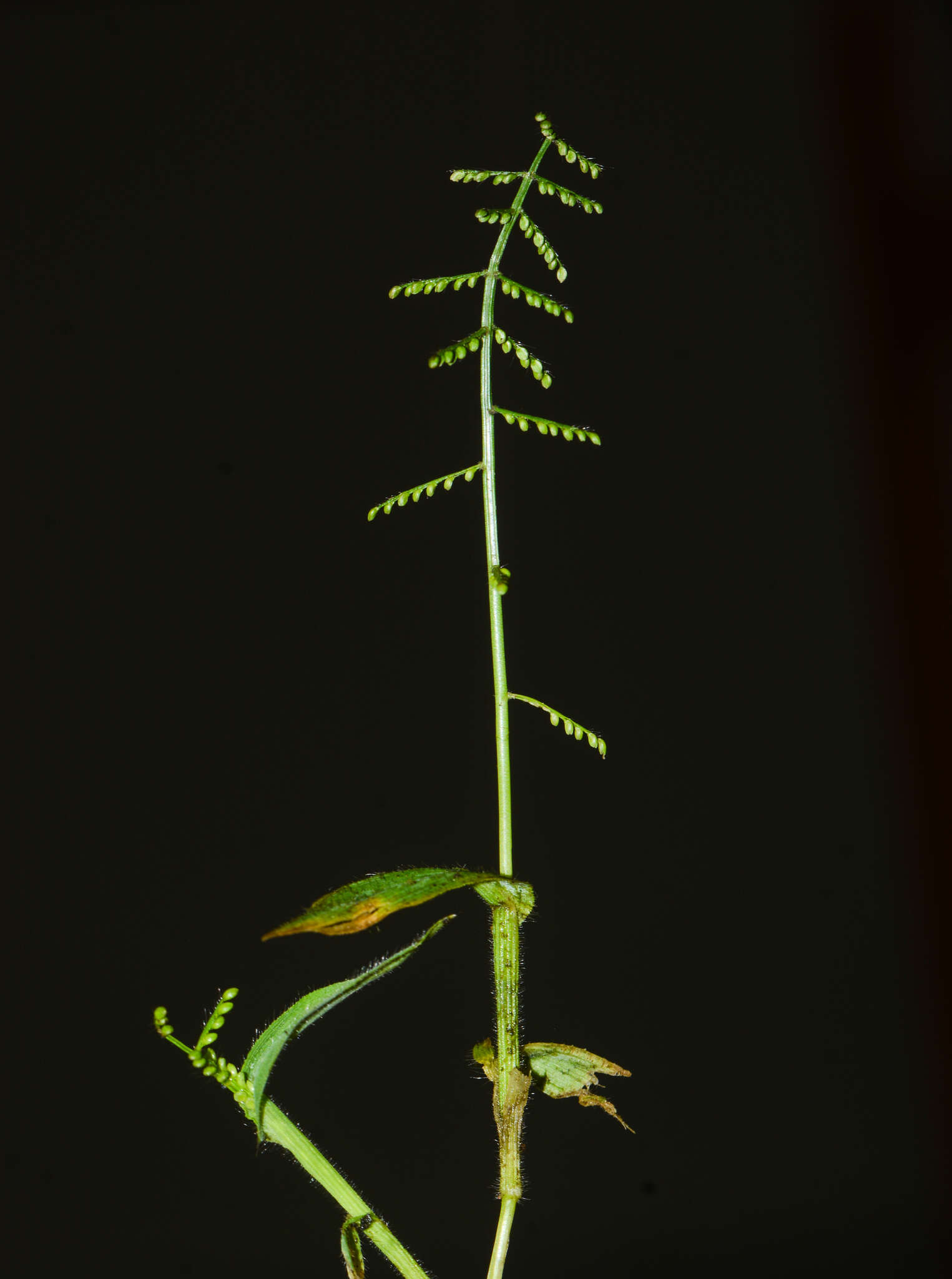 Image of Paspalum canarae (Steud.) Veldkamp