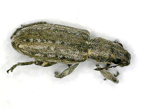 Image of Sitona callosus Gyllenhal 1834