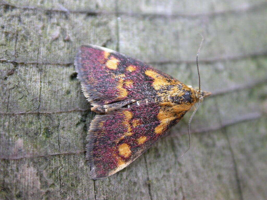 Image of Mint moth