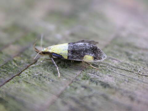 Image of Oecophora bractella Linnaeus 1758