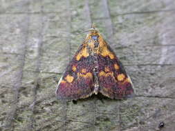 Image of Mint moth