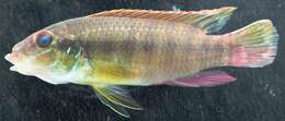 Image of Wallaceochromis humilis