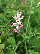 Image of field fumitory