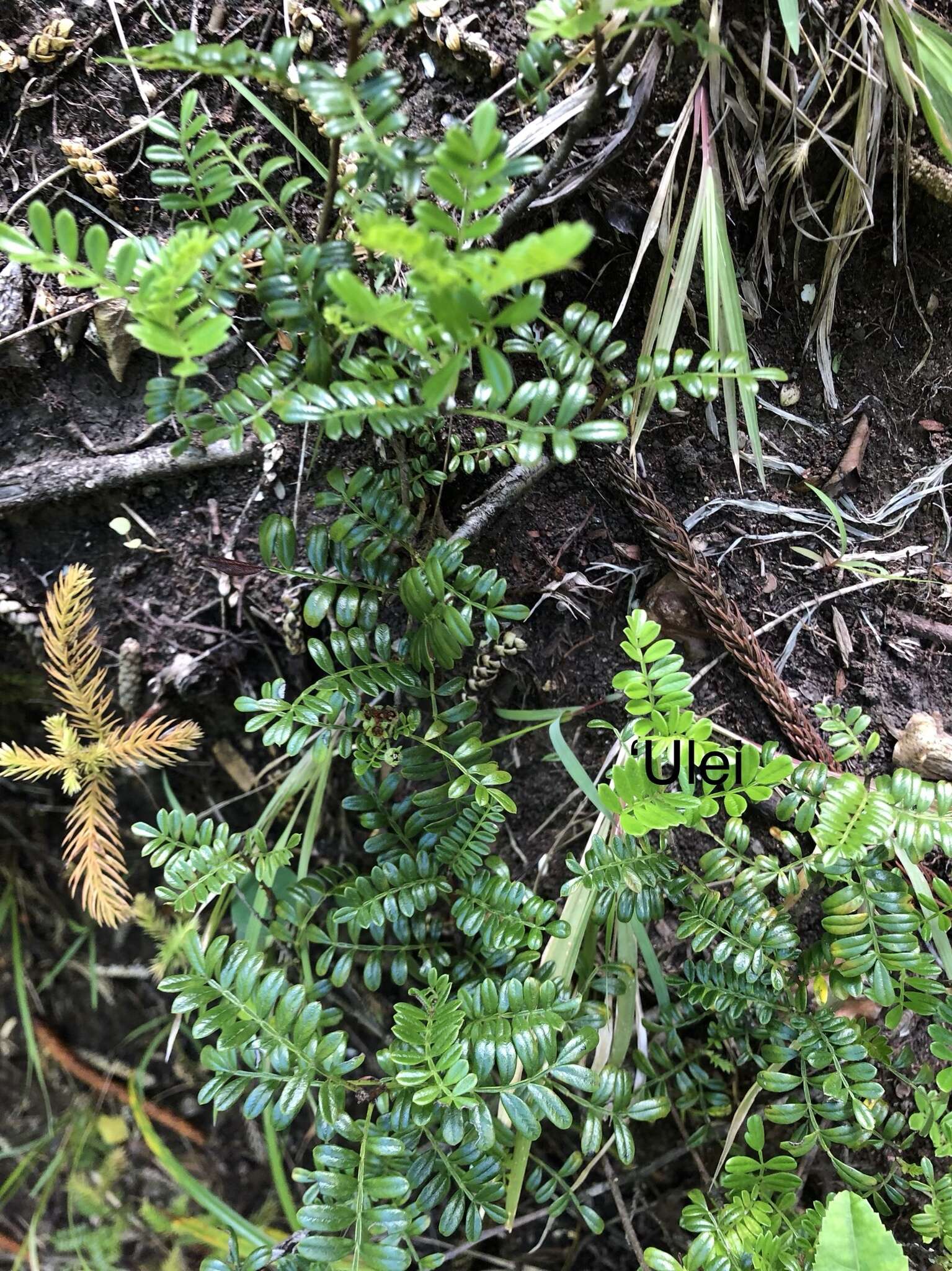 Image of Hawai'i hawthorn