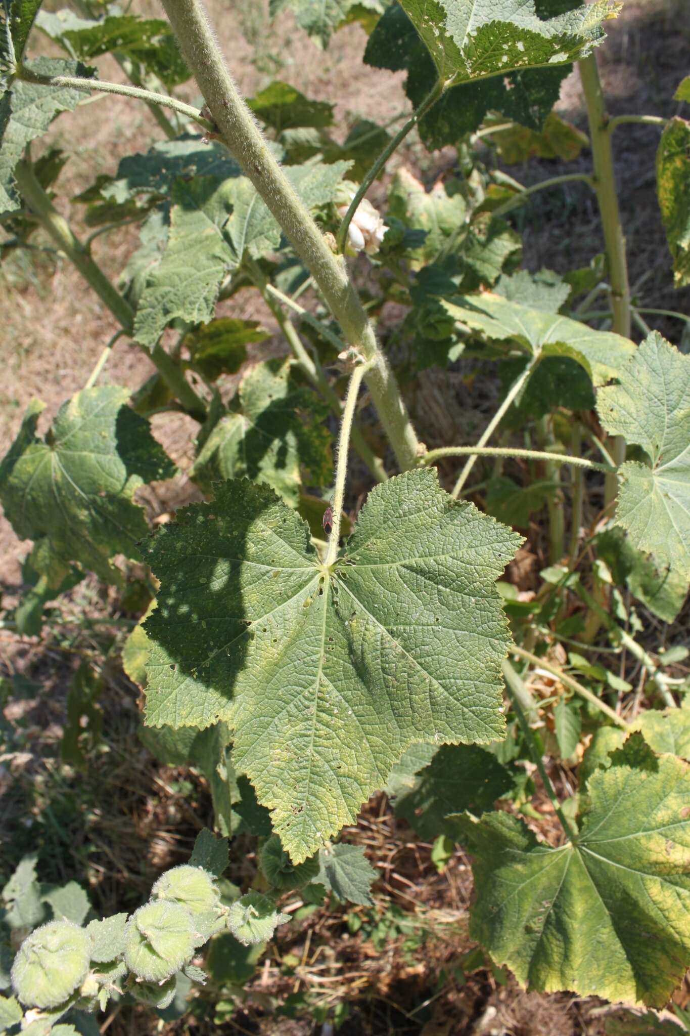 Image of hollyhock