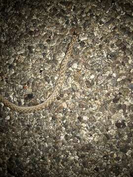 Image of Desert Night Snake