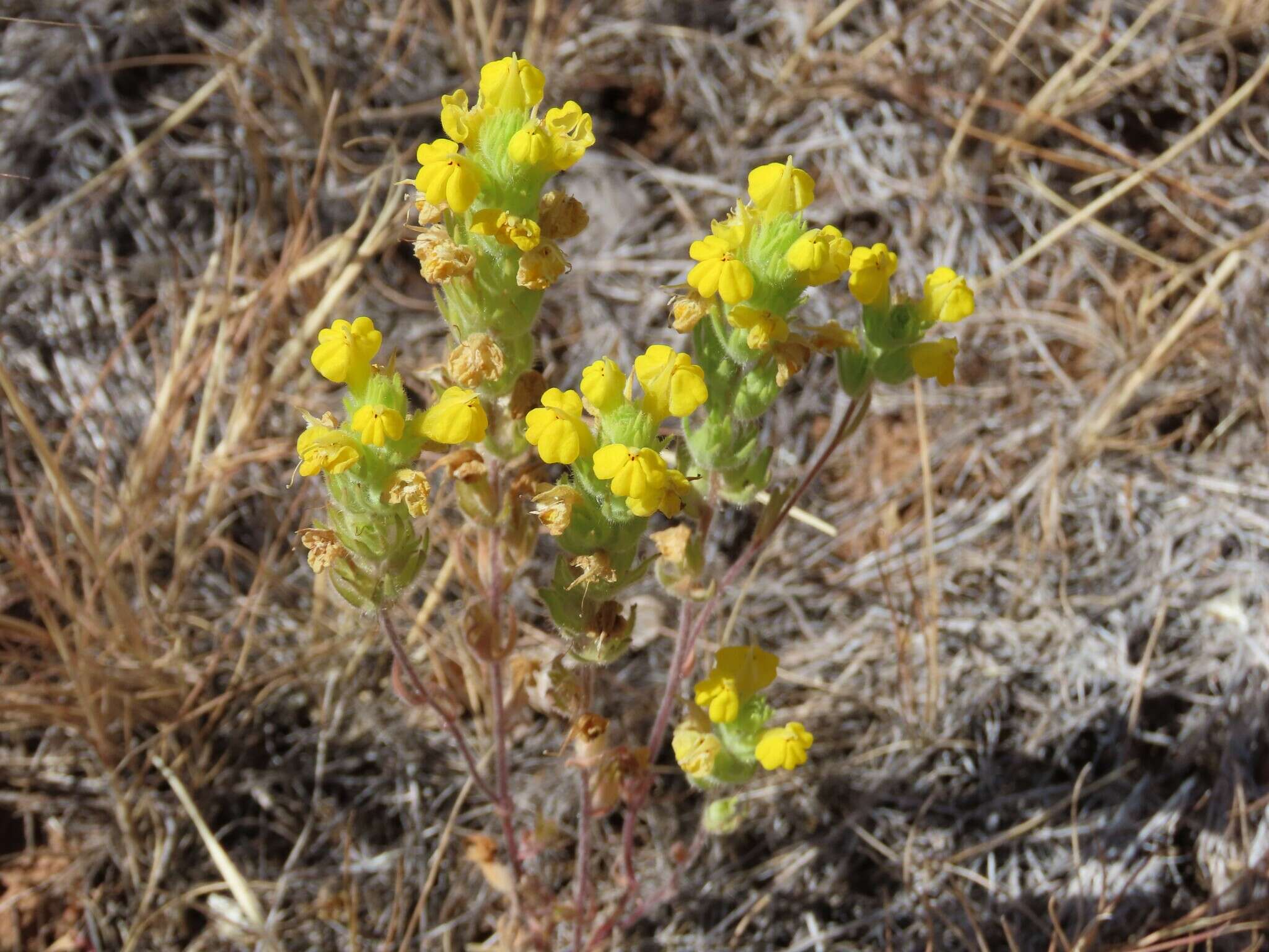 Image of cutleaf Indian paintbrush