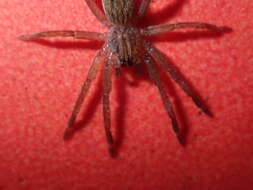 Image de Mituliodon tarantulinus (L. Koch 1873)