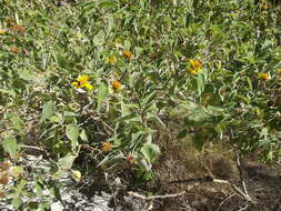 Image of Bahiopsis tomentosa (A. Gray) E. E. Schill. & Panero