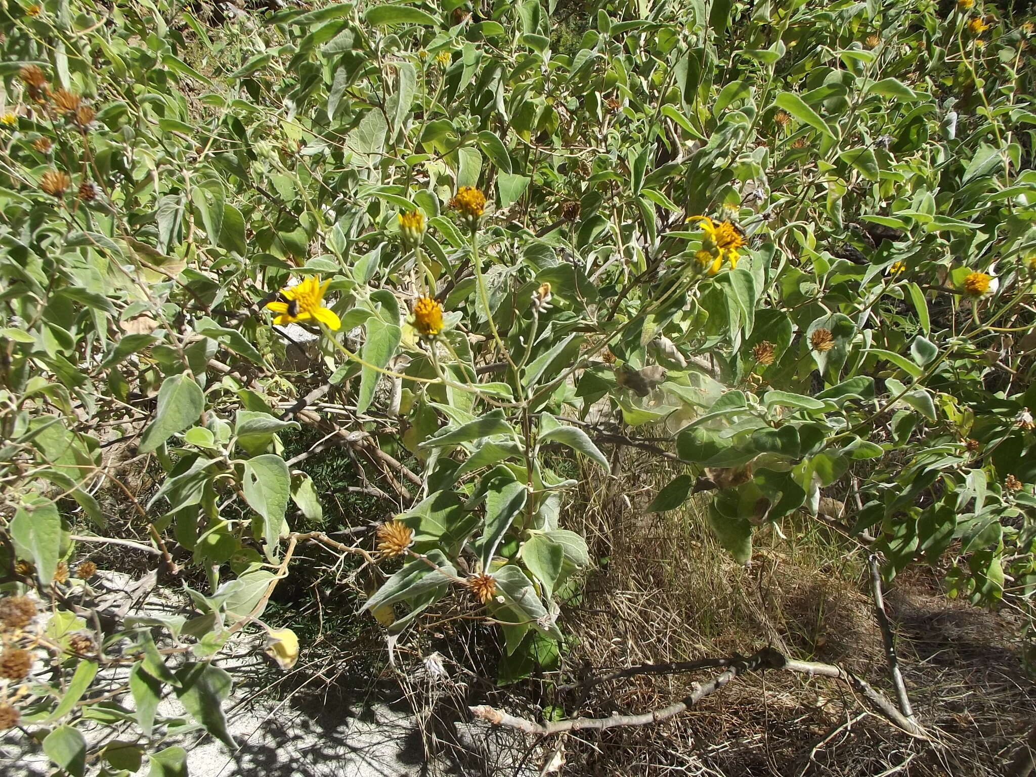 صورة Bahiopsis tomentosa (A. Gray) E. E. Schill. & Panero