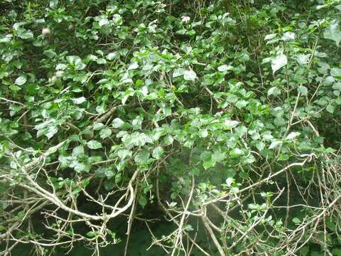 Image of Thunberg's gardenia