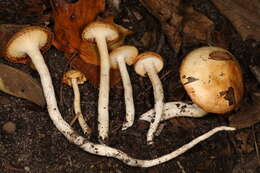 Слика од Hygrophorus discoxanthus (Fr.) Rea 1908