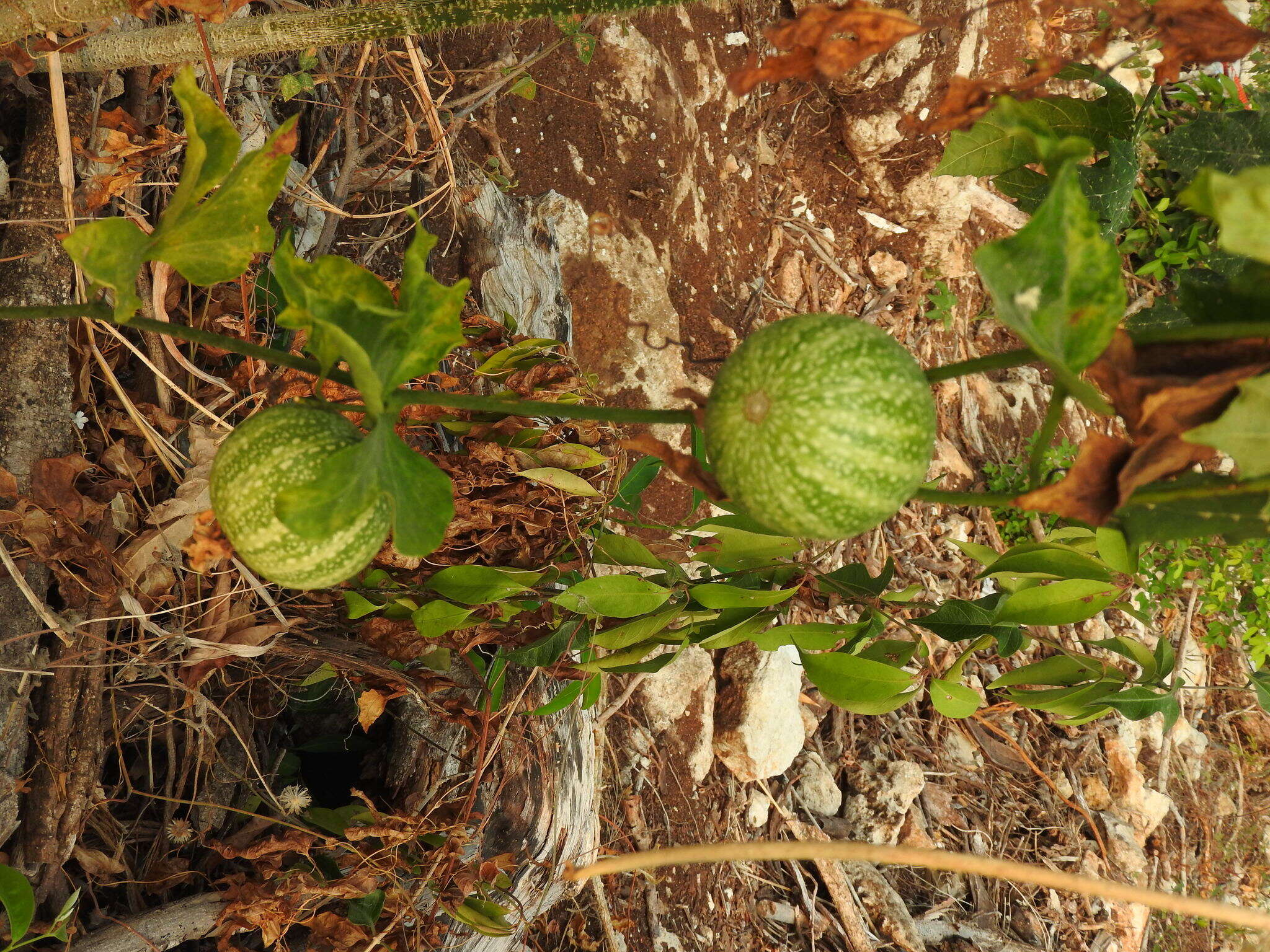 Image of Cionosicys excisus (Griseb.) C. Jeffrey