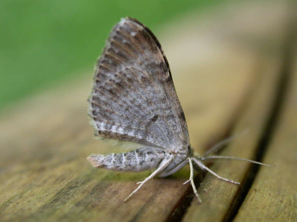 Image of dark-barred twin-spot carpet