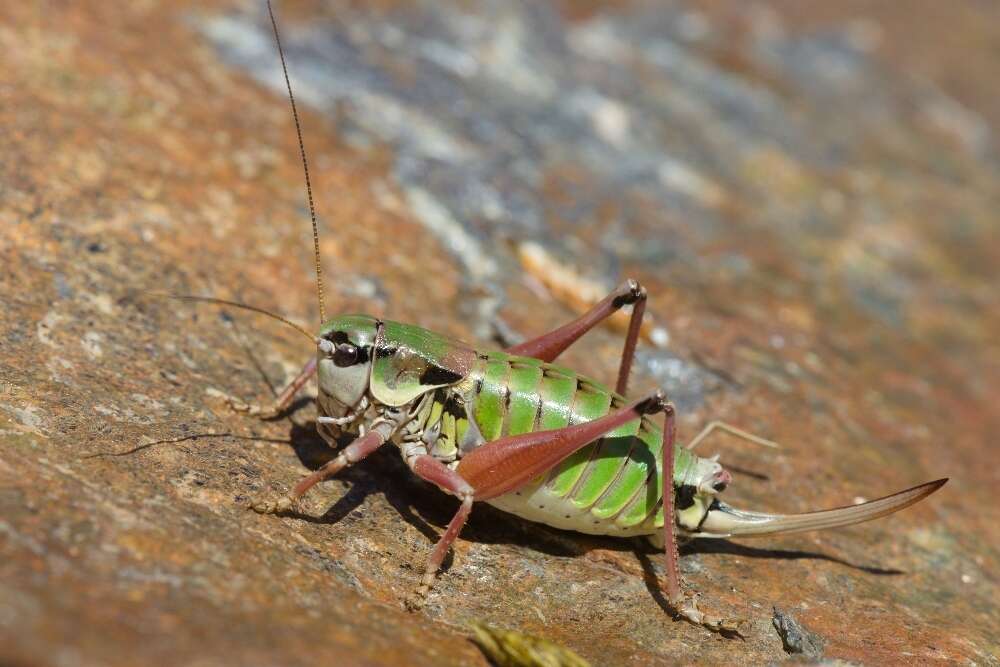 Image de Anonconotus ligustinus Galvagni 2002