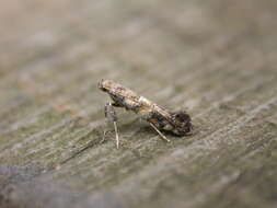 Image of privet leaf miner