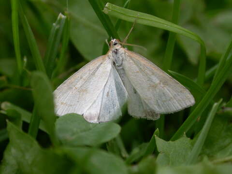 Image of Udea lutealis