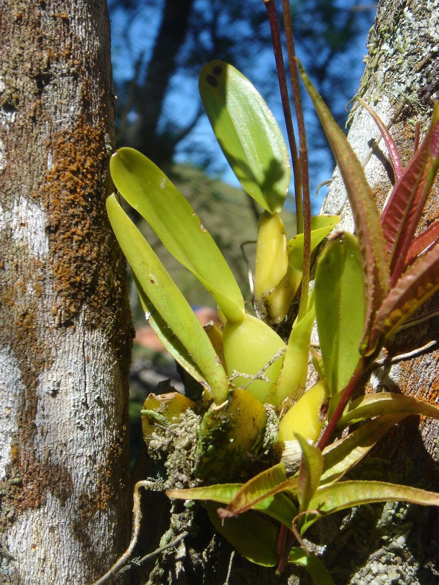 Imagem de Gomesa flexuosa (G. Lodd.) M. W. Chase & N. H. Williams