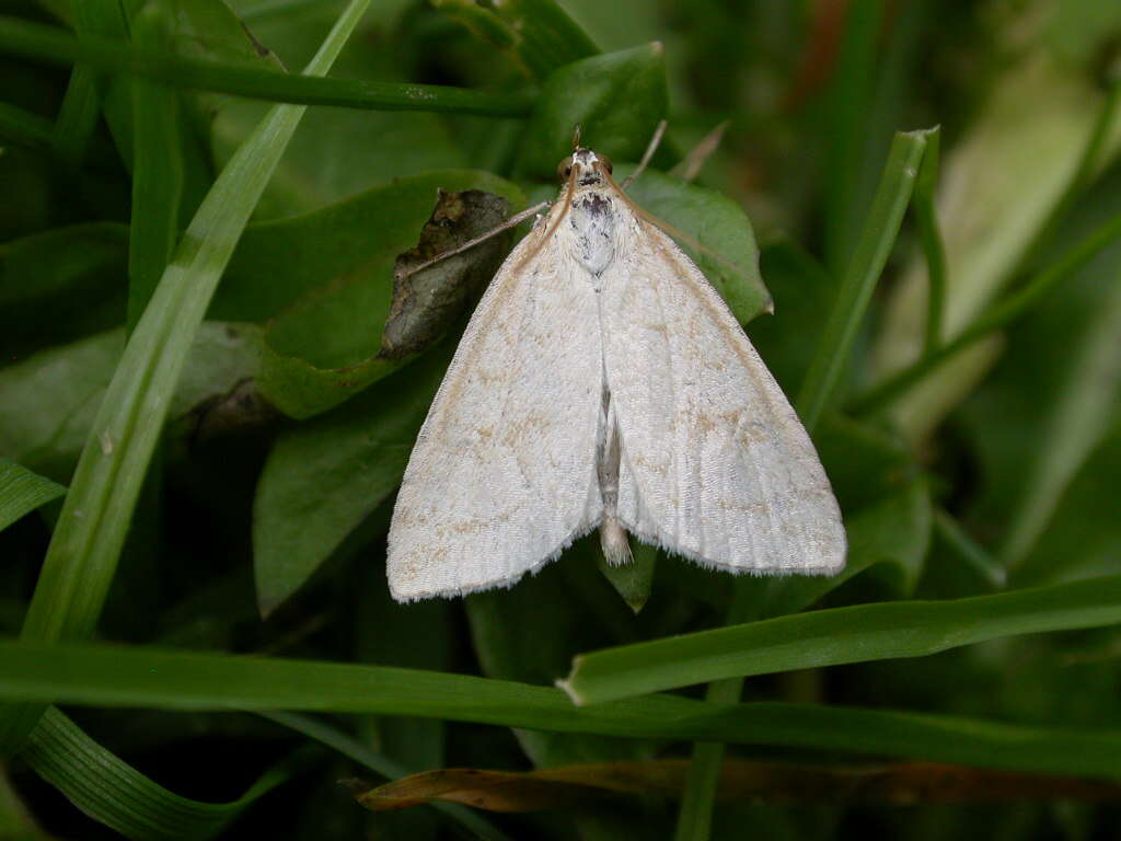 Image of Udea lutealis