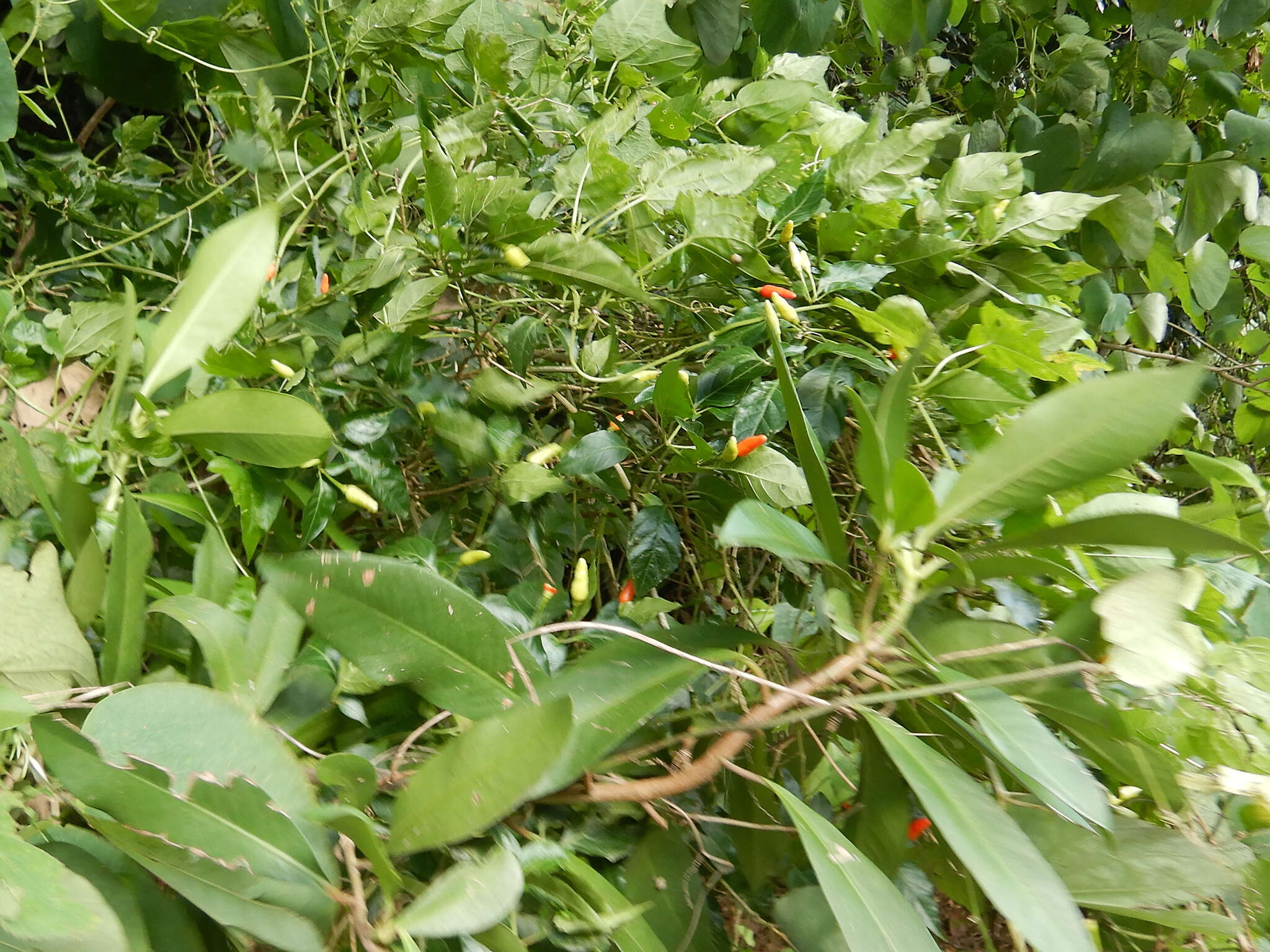 Image of Capsicum frutescens L.