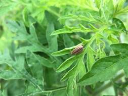 Image of Ophraella communa Le Sage 1986