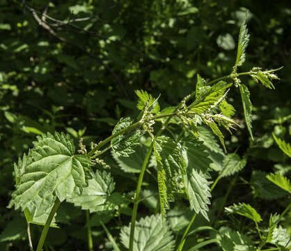 Image of Urtica dioica subsp. sondenii (Simmons) Hylander