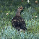 Image of Sooty Grouse