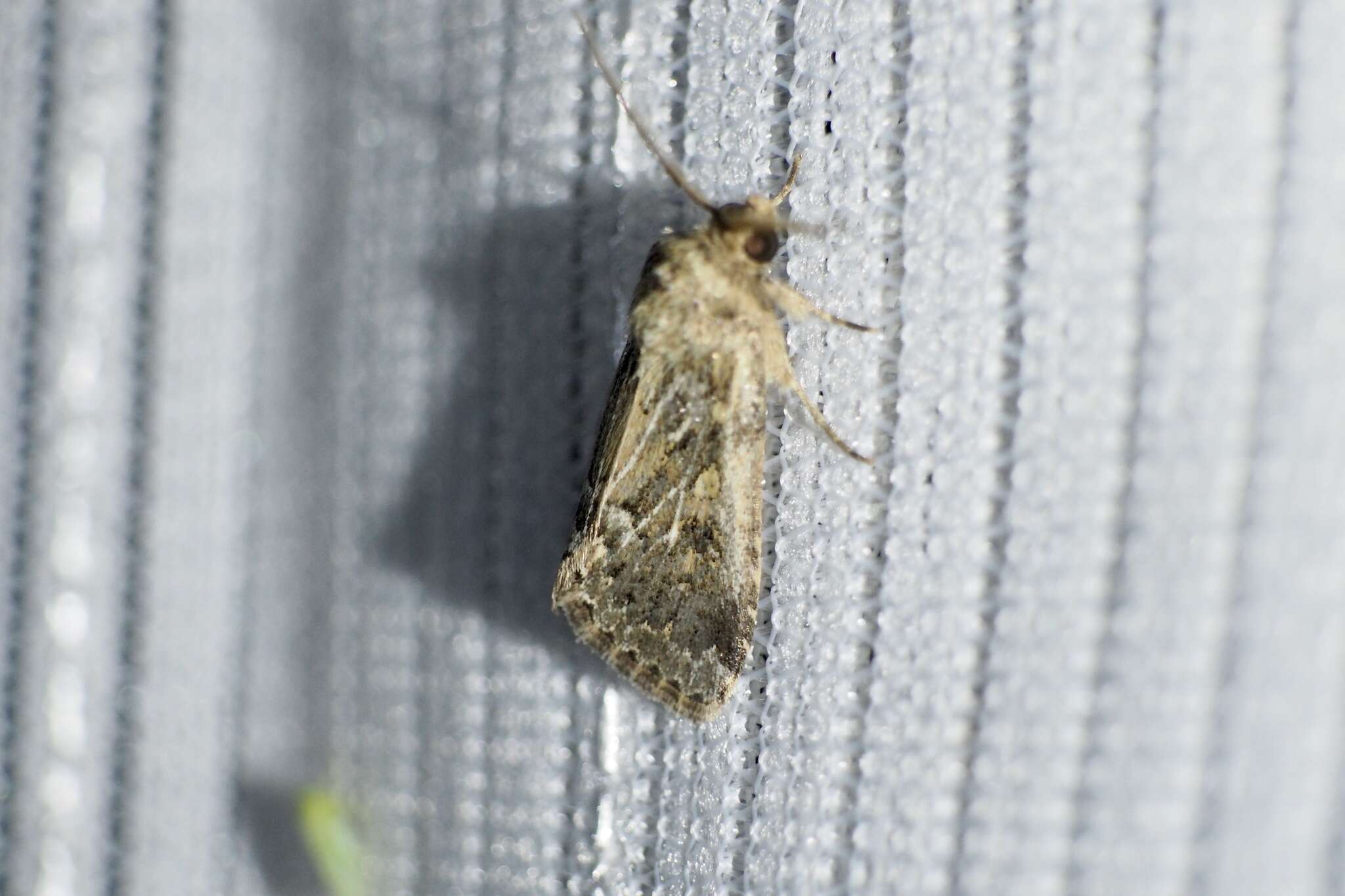 Image of Spodoptera depravata Butler 1879