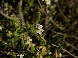 Image of Acantholippia