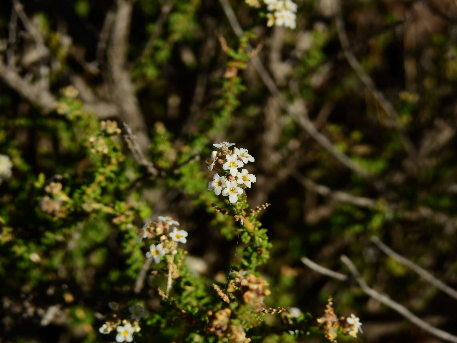 Image of Acantholippia