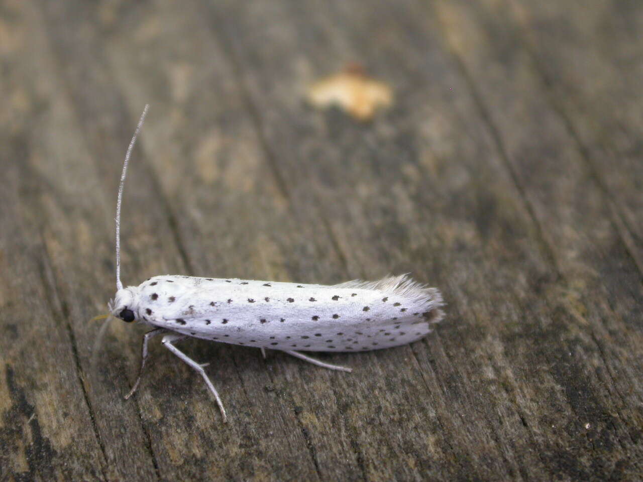 Image of Bird-cherry Ermine