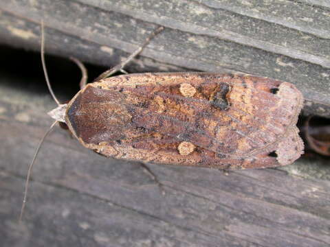 Image of Large Yellow Underwing