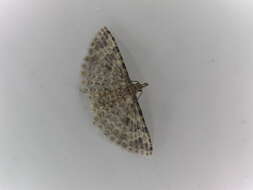 Image of twenty-plume moth