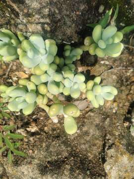 Image of Sedum allantoides Rose