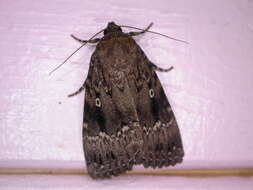 Image of copper underwing