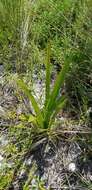 Image of perfumed spiderlily