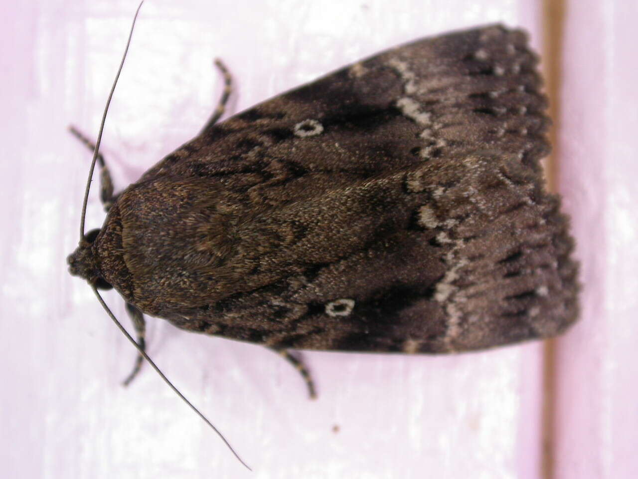 Image of copper underwing