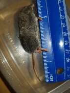 Image of Smoky Shrew