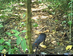 Image of Mexican Agouti