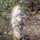 Image of Micranthocereus albicephalus (Buining & Brederoo) F. Ritter