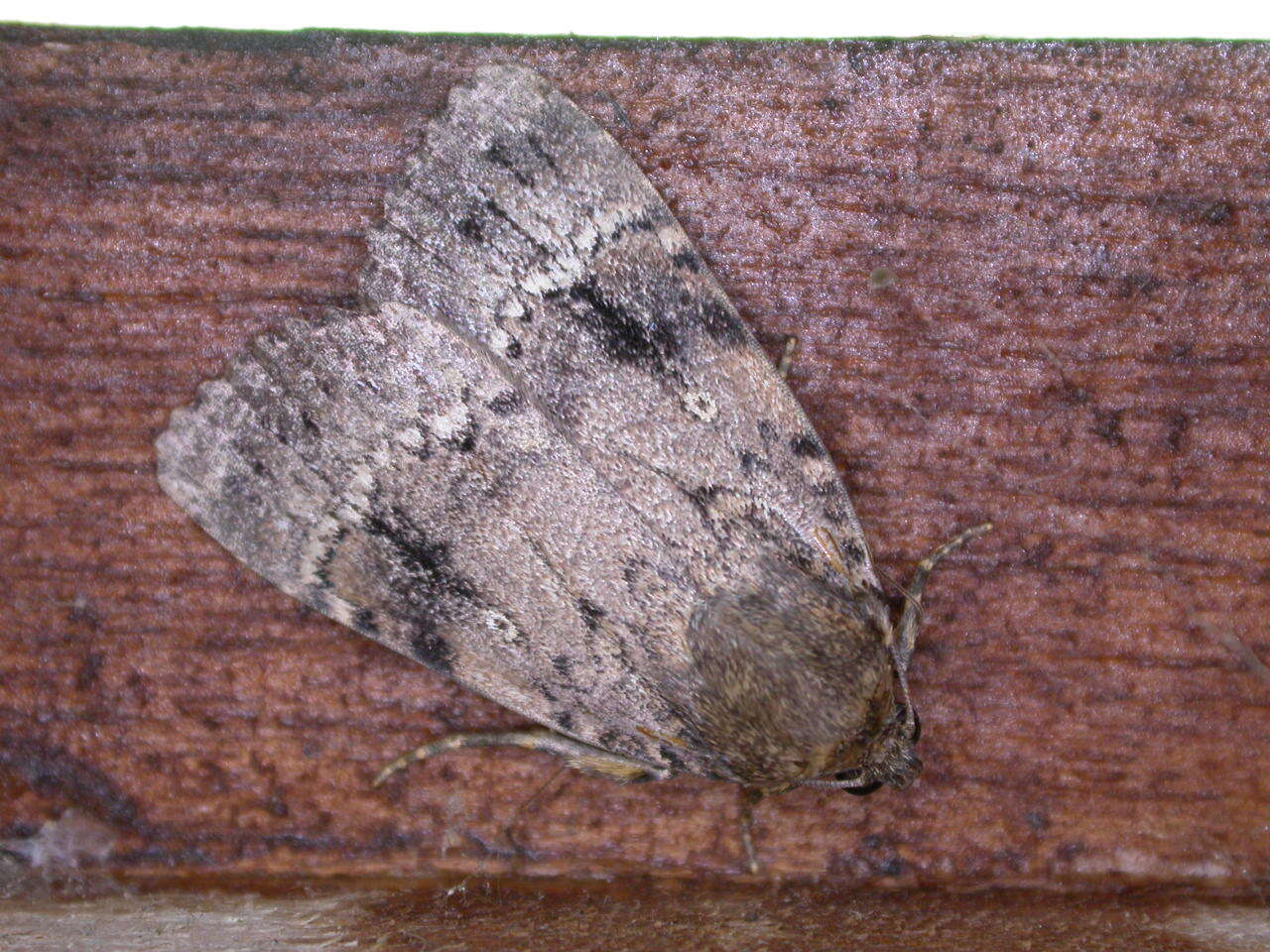 Image of copper underwing