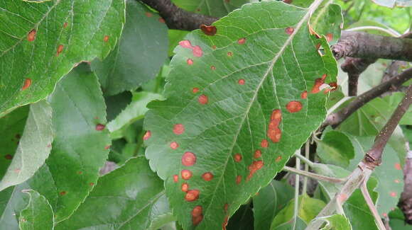 Image of Peyronellaea obtusa (Fuckel) Aveskamp, Gruyter & Verkley 2010