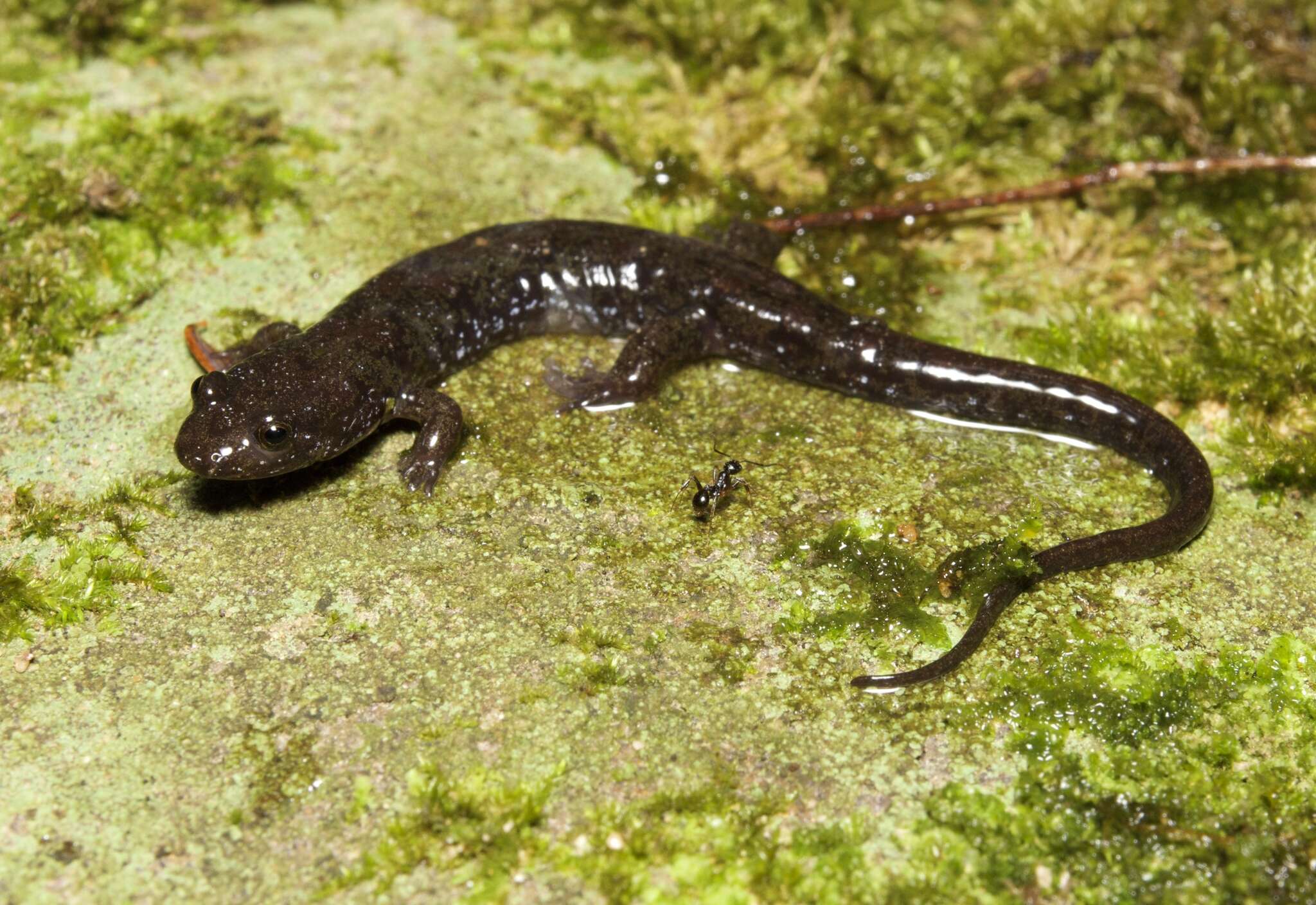 Image of Cumberland Dusky Salamander