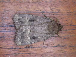 Image of copper underwing