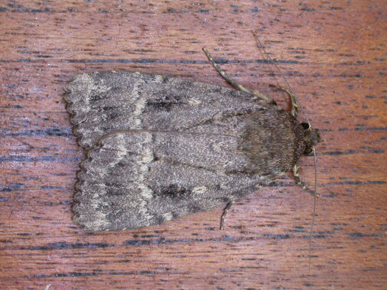 Image of copper underwing